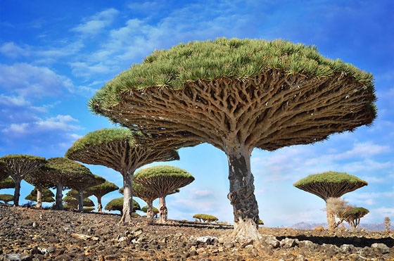 بالصور.. شاهد أجمل 10 أشجار في العالم صورة رقم 8 بالصور.. شاهد أجمل 10 أشجار في العالم صورة رقم 8