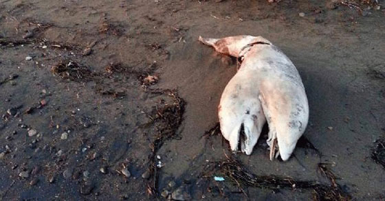 دولفين برأسين يثير الدهشة على ساحل ازمير بتركيا صورة رقم 3
