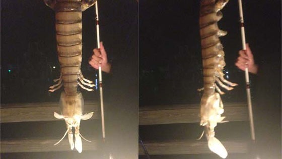 اصطادا غمبري طوله نصف متر واعتقدا انه مخلوق فضائي! صورة رقم 1 اصطادا غمبري طوله نصف متر واعتقدا انه مخلوق فضائي! صورة رقم 1