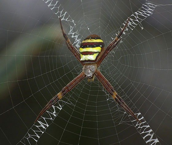 عناكب تحير العالم بابتكارها لشبكات مذهلة.. تتخذها بيوتا ومصائد  لها صورة رقم 3