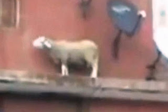 قصص مضحكة وغريبة لخروف العيد: من كسر يد طفل للهروب لطفلة قطرت بعينه صورة رقم 1