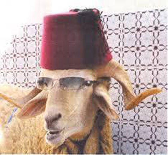 قصص مضحكة وغريبة لخروف العيد: من كسر يد طفل للهروب لطفلة قطرت بعينه صورة رقم 2