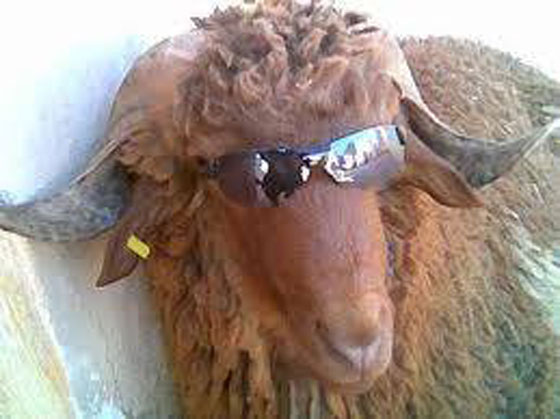 قصص مضحكة وغريبة لخروف العيد: من كسر يد طفل للهروب لطفلة قطرت بعينه صورة رقم 3