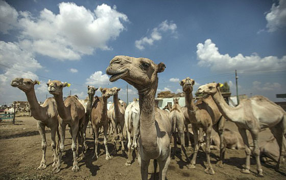 صور ثلاثة مصريين وصديقهم 