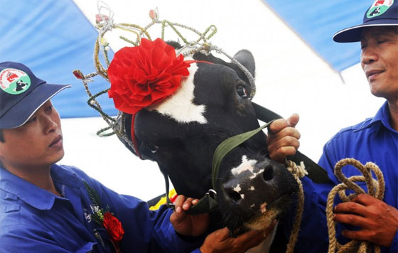 هذه هي ملكة الحليب الفيتنامية للعام الجاري.. تعرف عليها صورة رقم 3 هذه هي ملكة الحليب الفيتنامية للعام الجاري.. تعرف عليها صورة رقم 3