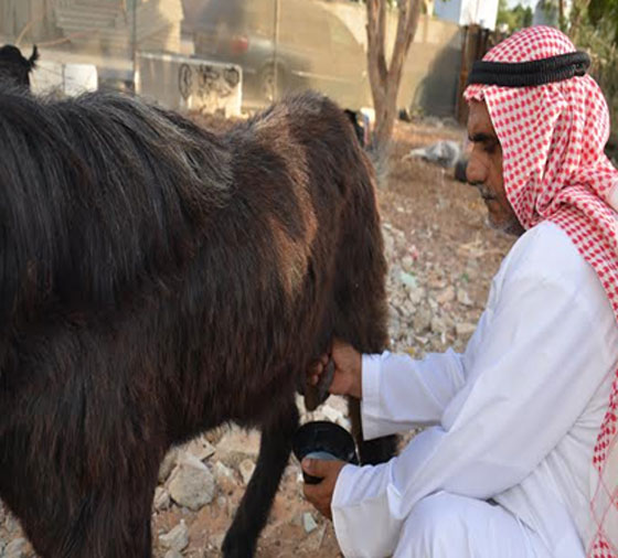 تيس اماراتي يحطم مثلا عربيا اصيلا.. ويدر الحليب بغزارة.. شاهده  صورة رقم 1
