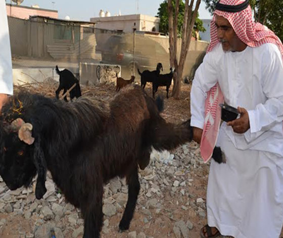 تيس اماراتي يحطم مثلا عربيا اصيلا.. ويدر الحليب بغزارة.. شاهده  صورة رقم 2