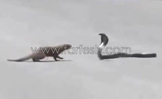 شاهد كيف قضى النمس على الكوبرا في منازلة الكر والفر.. فيديو صورة رقم 1