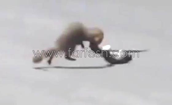 شاهد كيف قضى النمس على الكوبرا في منازلة الكر والفر.. فيديو صورة رقم 2