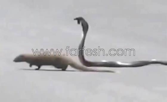 شاهد كيف قضى النمس على الكوبرا في منازلة الكر والفر.. فيديو صورة رقم 3