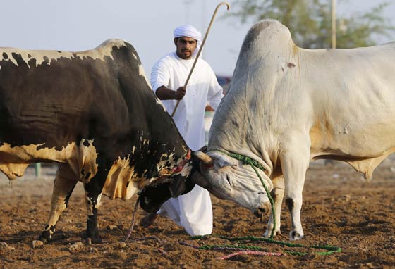 صور وفيديو: مصارعة الثيران قرب دبي تجذب المئات وقرون الثور الحادة تؤدي لاصابات صورة رقم 7