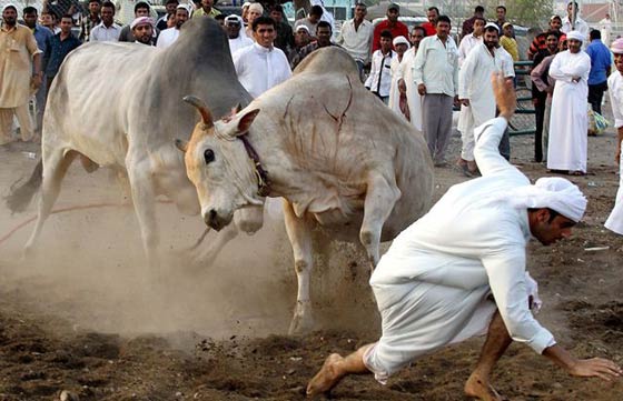 صور وفيديو: مصارعة الثيران قرب دبي تجذب المئات وقرون الثور الحادة تؤدي لاصابات صورة رقم 4