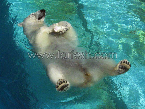 صور حيوانات طريفة: 40 صورة تجمع بين البراءة والبسمة صورة رقم 9 صور حيوانات طريفة: 40 صورة تجمع بين البراءة والبسمة صورة رقم 9