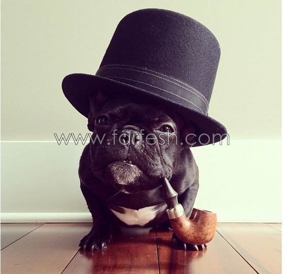 صور حيوانات طريفة: 40 صورة تجمع بين البراءة والبسمة صورة رقم 14 صور حيوانات طريفة: 40 صورة تجمع بين البراءة والبسمة صورة رقم 14