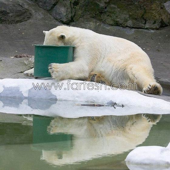 صور حيوانات طريفة: 40 صورة تجمع بين البراءة والبسمة صورة رقم 19 صور حيوانات طريفة: 40 صورة تجمع بين البراءة والبسمة صورة رقم 19