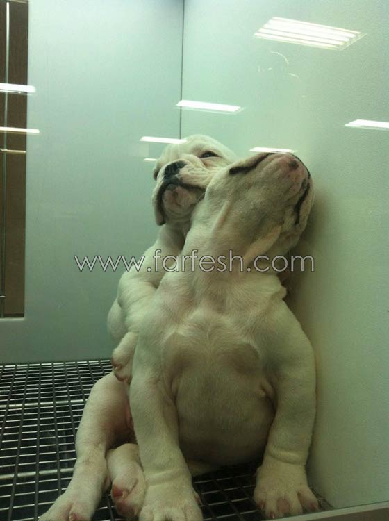 صور حيوانات طريفة: 40 صورة تجمع بين البراءة والبسمة صورة رقم 23 صور حيوانات طريفة: 40 صورة تجمع بين البراءة والبسمة صورة رقم 23