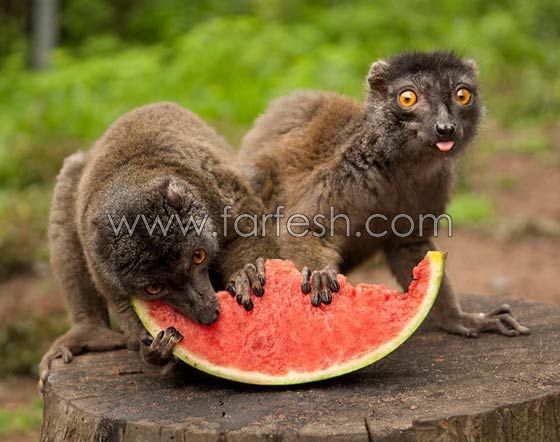 صور حيوانات طريفة: 40 صورة تجمع بين البراءة والبسمة صورة رقم 26 صور حيوانات طريفة: 40 صورة تجمع بين البراءة والبسمة صورة رقم 26