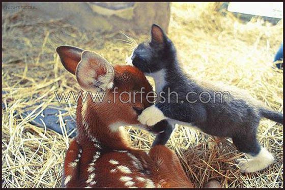 صور حيوانات طريفة: 40 صورة تجمع بين البراءة والبسمة صورة رقم 39 صور حيوانات طريفة: 40 صورة تجمع بين البراءة والبسمة صورة رقم 39