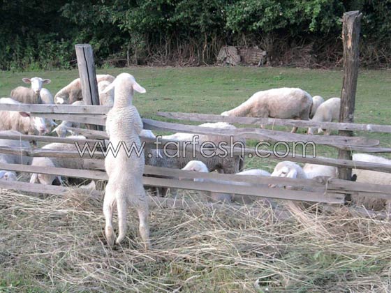 صور حيوانات طريفة: 40 صورة تجمع بين البراءة والبسمة صورة رقم 37 صور حيوانات طريفة: 40 صورة تجمع بين البراءة والبسمة صورة رقم 37