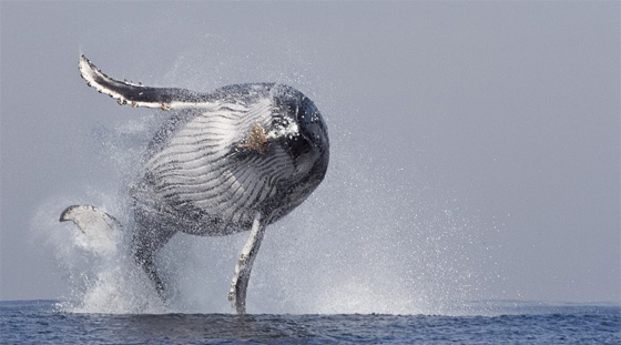 الكوارث الطبيعية كما تجلت في اجمل صور عام 2014 صورة رقم 23