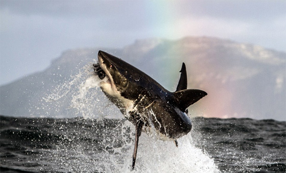 الكوارث الطبيعية كما تجلت في اجمل صور عام 2014 صورة رقم 36