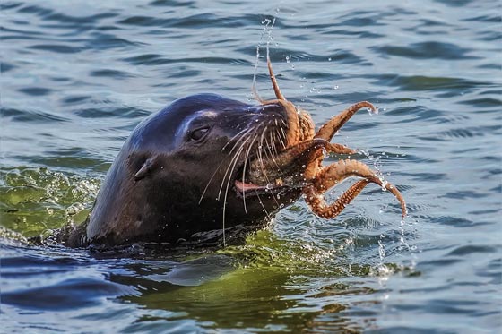 بالصور.. سلسلة لقطات نادرة لحيوان الفقمة يبتلع اخطبوطا عملاقا صورة رقم 2 بالصور.. سلسلة لقطات نادرة لحيوان الفقمة يبتلع اخطبوطا عملاقا صورة رقم 2