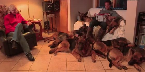  فيديو: 10 ملايين مشاهدة لرجل يقود 6 كلاب شرسة دون سلاسل صورة رقم 2