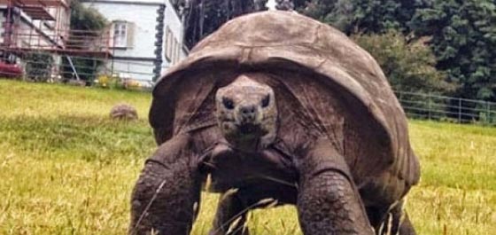 بالصور.. شاهد أكبر مخلوق على وجه الأرض البالغ 183 عاما صورة رقم 2