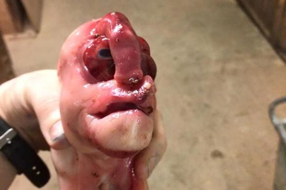  صور مرعبة.. ولادة خنزير بوجه انسان في الصين صورة رقم 3