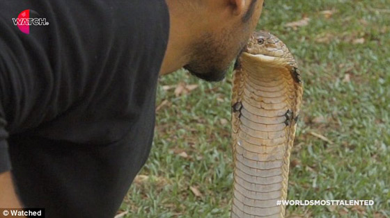 بالفيديو.. قبلة الموت أم قبلة المودة من فم كوبرا فتاكة؟ صورة رقم 4