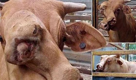 بالصور.. بقرة بوجهين تباع في مزاد بمزرعة في استراليا صورة رقم 1 بالصور.. بقرة بوجهين تباع في مزاد بمزرعة في استراليا صورة رقم 1