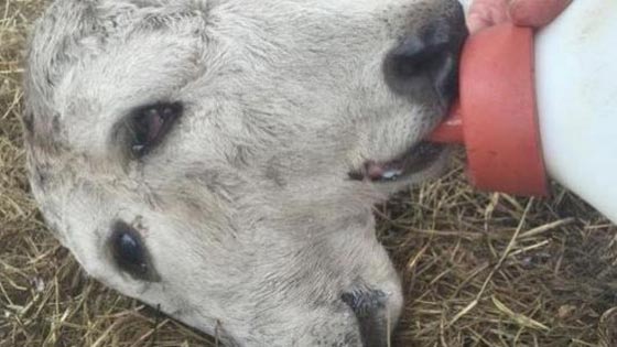 بالصور.. ولادة عجل برأسين منفصلين وانفين و4 عيون في فلوريدا صورة رقم 2