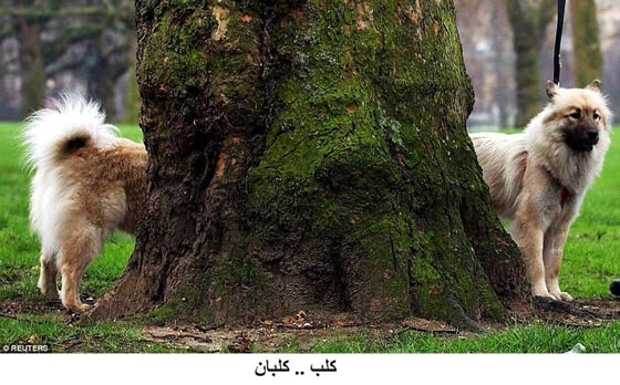 صدق او لا تصدق.. هذه صور حقيقية 100% دون تدخل فوتوشوب صورة رقم 5 صدق او لا تصدق.. هذه صور حقيقية 100% دون تدخل فوتوشوب صورة رقم 5