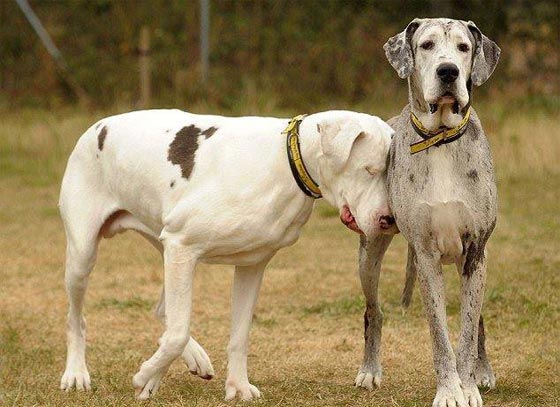 بالصور.. الكلب ماديسون يرافق الكلبة لي لي بعدما اصيبت بالعمى! صورة رقم 4