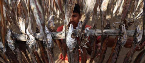بالصور.. الاسماك المجففة تحت الشمس من باكستان الى العالم صورة رقم 5 بالصور.. الاسماك المجففة تحت الشمس من باكستان الى العالم صورة رقم 5