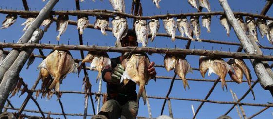 بالصور.. الاسماك المجففة تحت الشمس من باكستان الى العالم صورة رقم 6 بالصور.. الاسماك المجففة تحت الشمس من باكستان الى العالم صورة رقم 6