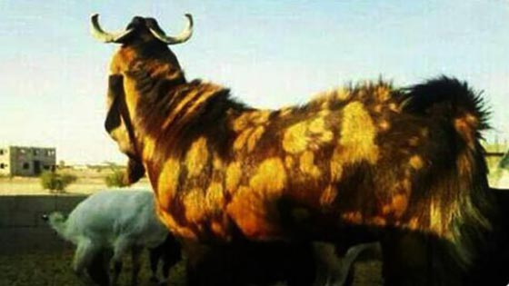 بالصور.. اغرب 10 مشتريات دفع فيها اثرياء العرب مبالغ خيالية صورة رقم 3