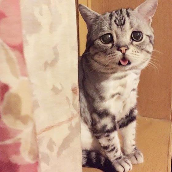 بالصور.. هل شاهدتم قطة حزينة بهذا الشكل من قبل؟! صورة رقم 8