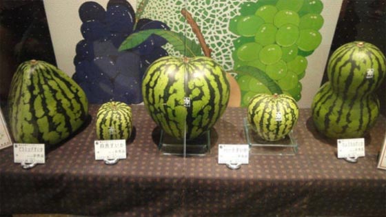 بطيخ ياباني يعلن قدوم الصيف باشكال متعددة.. ويقدم ذاته للزينة وليس للتذوق!! صورة رقم 4 بطيخ ياباني يعلن قدوم الصيف باشكال متعددة.. ويقدم ذاته للزينة وليس للتذوق!! صورة رقم 4