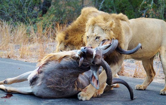 صورتحبس الانفاس لاسد ينقض على فريسته امام اعين السياح.. شاهدها صورة رقم 5