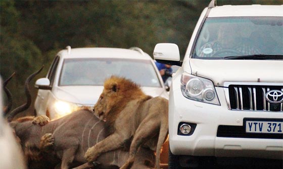 صورتحبس الانفاس لاسد ينقض على فريسته امام اعين السياح.. شاهدها صورة رقم 8