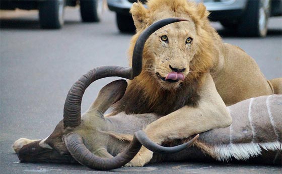 صورتحبس الانفاس لاسد ينقض على فريسته امام اعين السياح.. شاهدها صورة رقم 10
