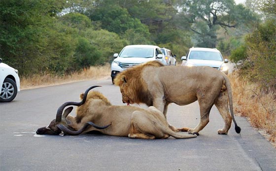 صورتحبس الانفاس لاسد ينقض على فريسته امام اعين السياح.. شاهدها صورة رقم 7