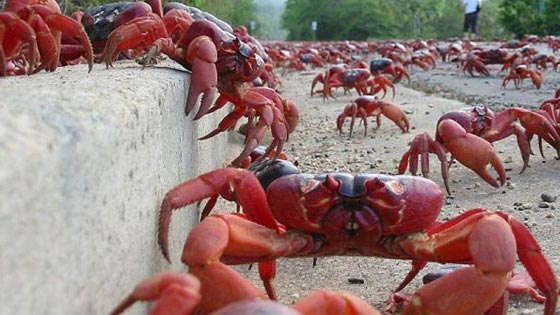  فيديو وصور.. 11 موقعا في العالم تحت سيطرة فصائل من الحيوانات صورة رقم 4