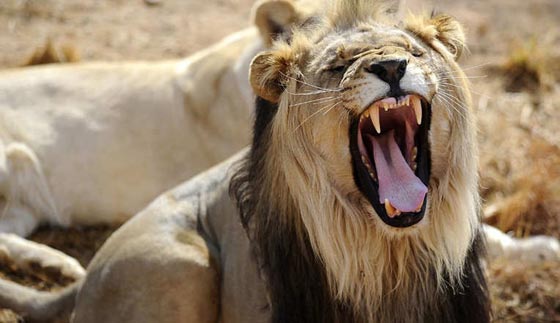 نظرة على الحياة البرية الرائعة لفصائل الحيوانات المهددة بالانقراض صورة رقم 1