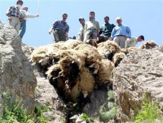   فيديو وصور.. ما الذي يدفع الحيوانات الى الانتحار فرادى وجماعات صورة رقم 6