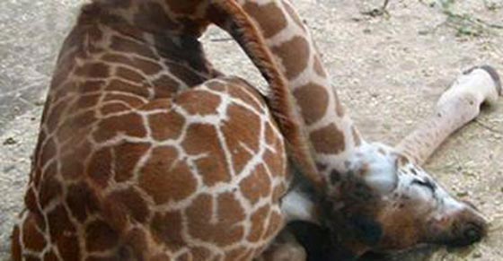   فيديو وصور.. ما الذي يدفع الحيوانات الى الانتحار فرادى وجماعات صورة رقم 3