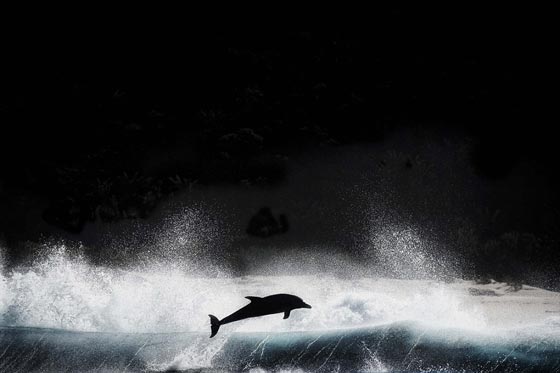 جولة عالمية مصورة وغير شكل في مملكة الحيوانات الرائعة صورة رقم 6