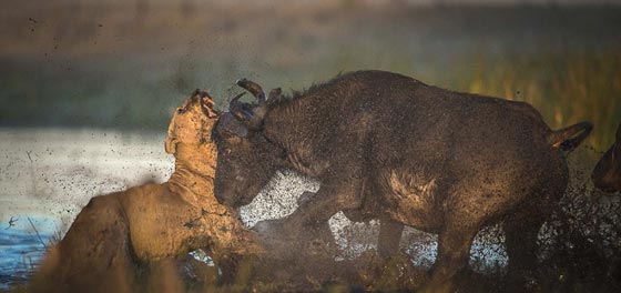جولة عالمية مصورة وغير شكل في مملكة الحيوانات الرائعة صورة رقم 8