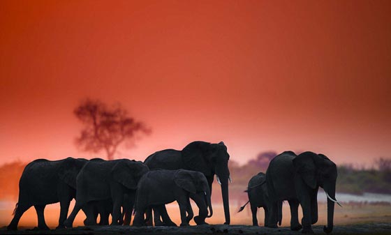 جولة عالمية مصورة وغير شكل في مملكة الحيوانات الرائعة صورة رقم 12